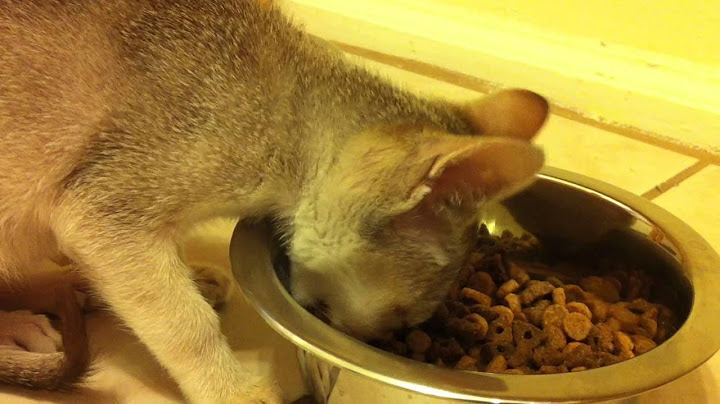 Video 301401: smallest cat breed, singapura kitten