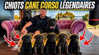 Les meilleurs chiots Cane Corso au monde ! Hektor et Nora (le portrait craché de sa mère !)