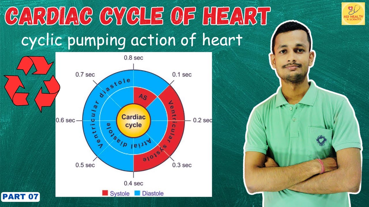 Cardiac cycle in hindi | atrial systole | ventricular systole ...
