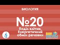 Онлайн-урок ЗНО. Биология №20. Деление клеток. Энергетический обмен веществ.