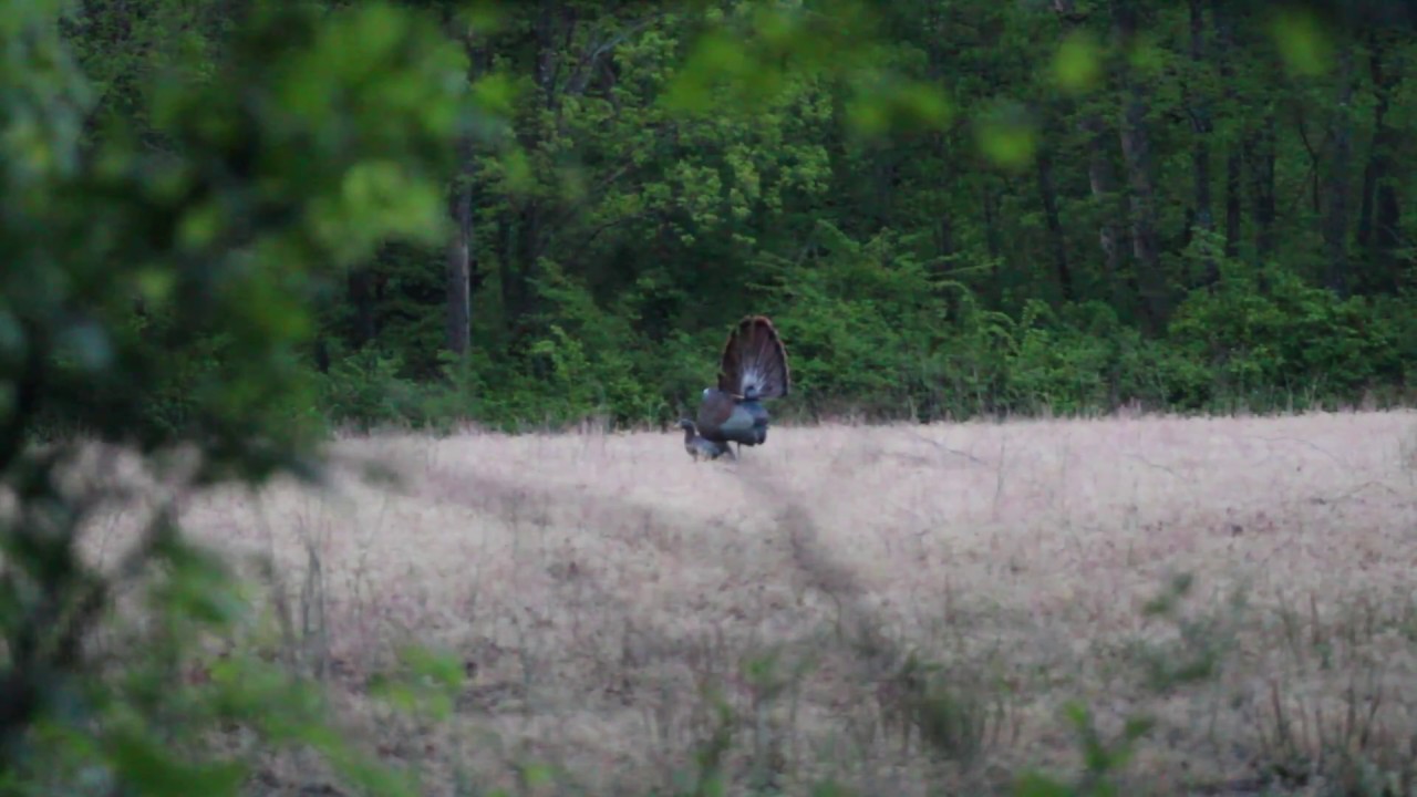 NC Turkey Hunting Tar River YouTube nc-turkey-hunting-tar-river-youtube