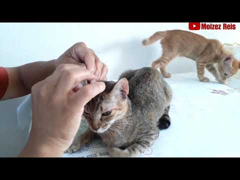 Vídeo: Como Limpar Orelhas De Cachorro E Gato