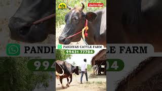 இந்த மாடு எவ்ளோ கறக்கும்-னு நினைக்கறீங்க #cow #shorts