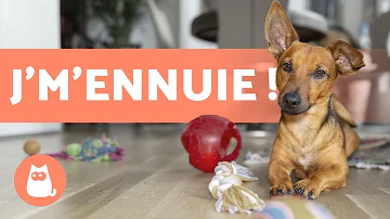 Comment occuper un chien seul à la maison