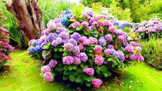 How to make your hydrangeas gorgeous and lush - spring pruning and top dressing