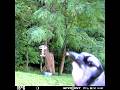 Blue jay eating birdseed 6/17/26