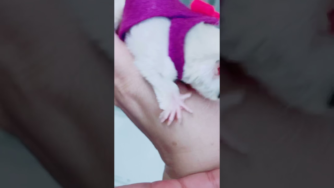 Sugar Glider and her new outfit YouTube