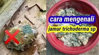 Cara memperbanyak jamur trichoderma|| cara memurnikan trichoderma