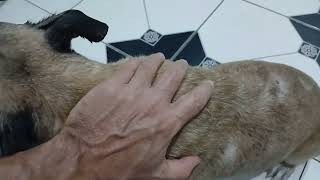 Sabonete "milagroso" para eliminar Pulgas, sarnas, eczemas, coceiras, caspas e quedas de pelos.