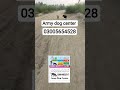army dog center#lahore#sheikhupura Gujarat#03005654528
