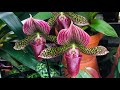 Редкие орхидеи, необычные и очень красивые!!!! Приятного просмотра!!!!