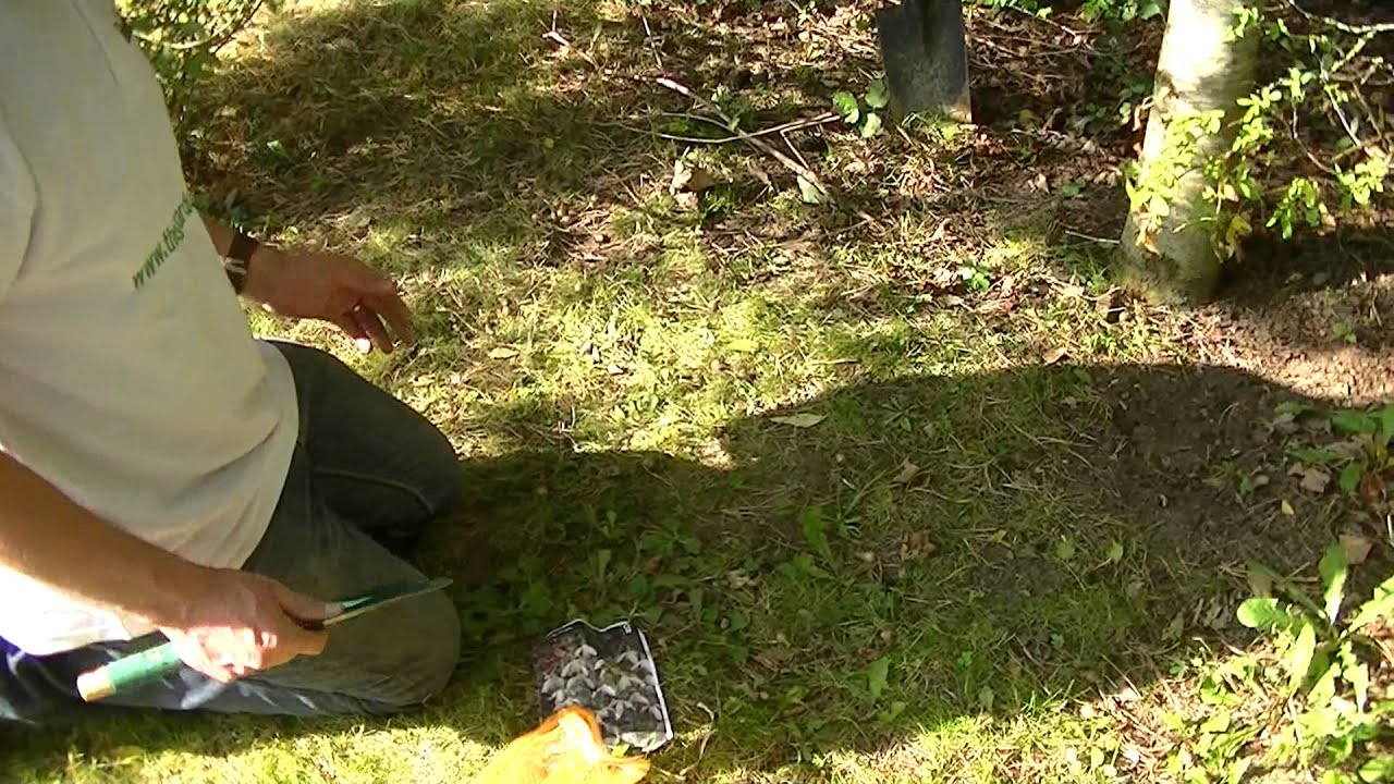 How to Plant Snowdrops