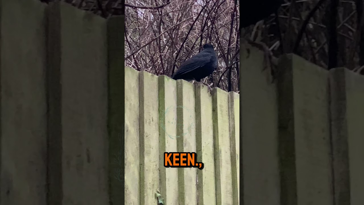 A Poem for the Beautiful Blackbird