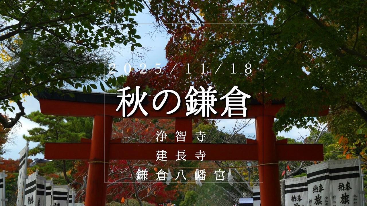 古都鎌倉の紅葉【浄智寺・建長寺・鎌倉八幡宮】秋の風情を愉しむ散策