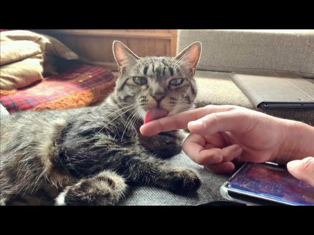 ついでにパパもキレイキレイするニャ　Cat grooming his owner