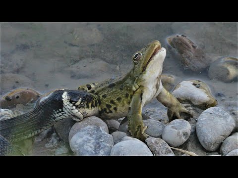 Snake catching a large frog / Cobra apanha uma rã grande / Schlange fängt einen grossen Frosch