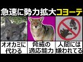 【コヨーテ】オオカミが衰退した地域で勢力を拡大するイヌ科動物