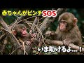 【パンチくん🐵】パンチを育てたお姉さんが迷子で木に挟まった赤ちゃんを助ける感動シーンです！