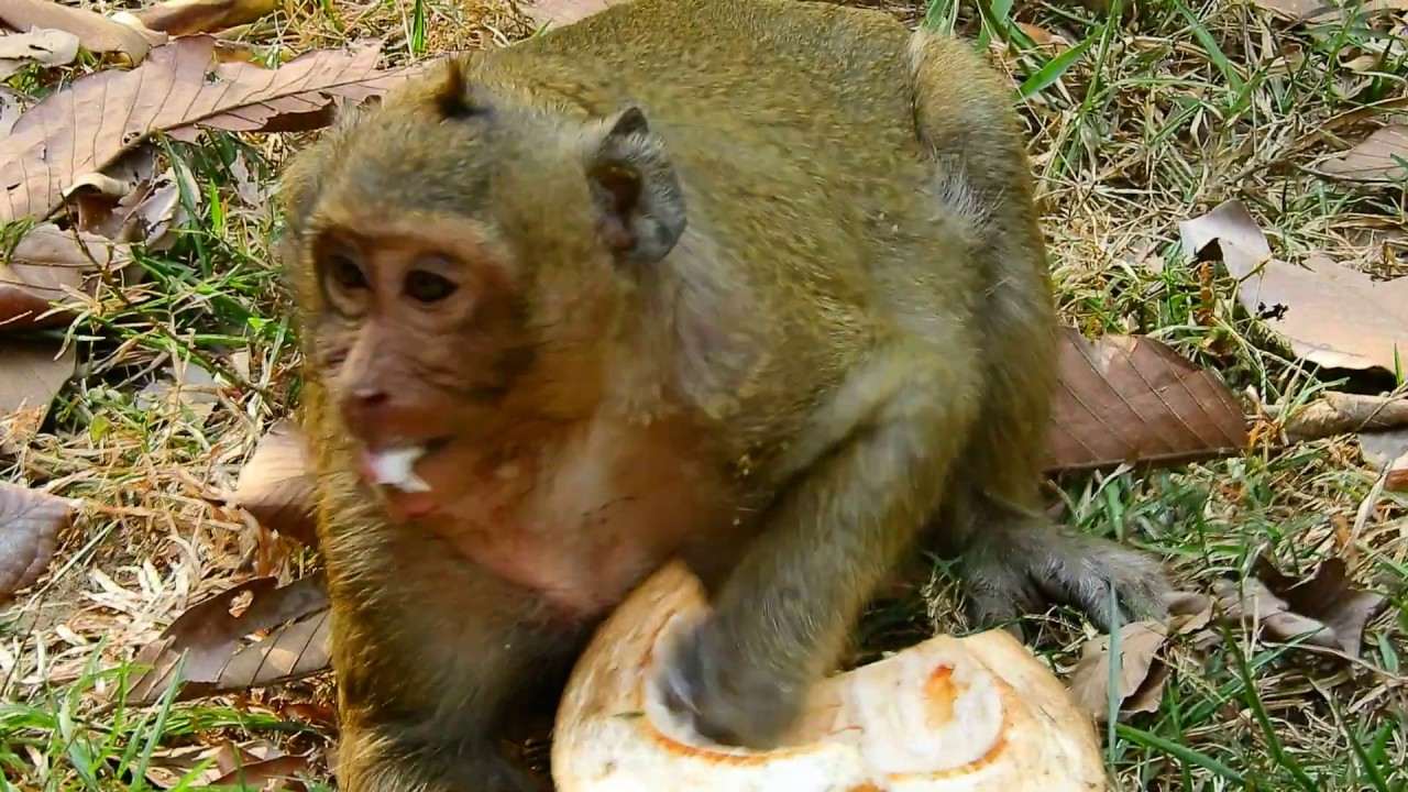 pet monkey canada who know actor ,many eat food ,