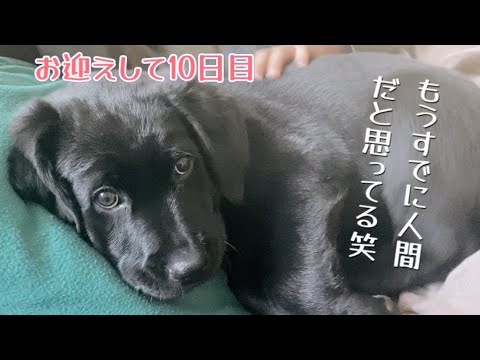 生後9週間、枕を使う子犬が可愛い過ぎた♡【ラブラドールレトリバー子犬】黒ラブ