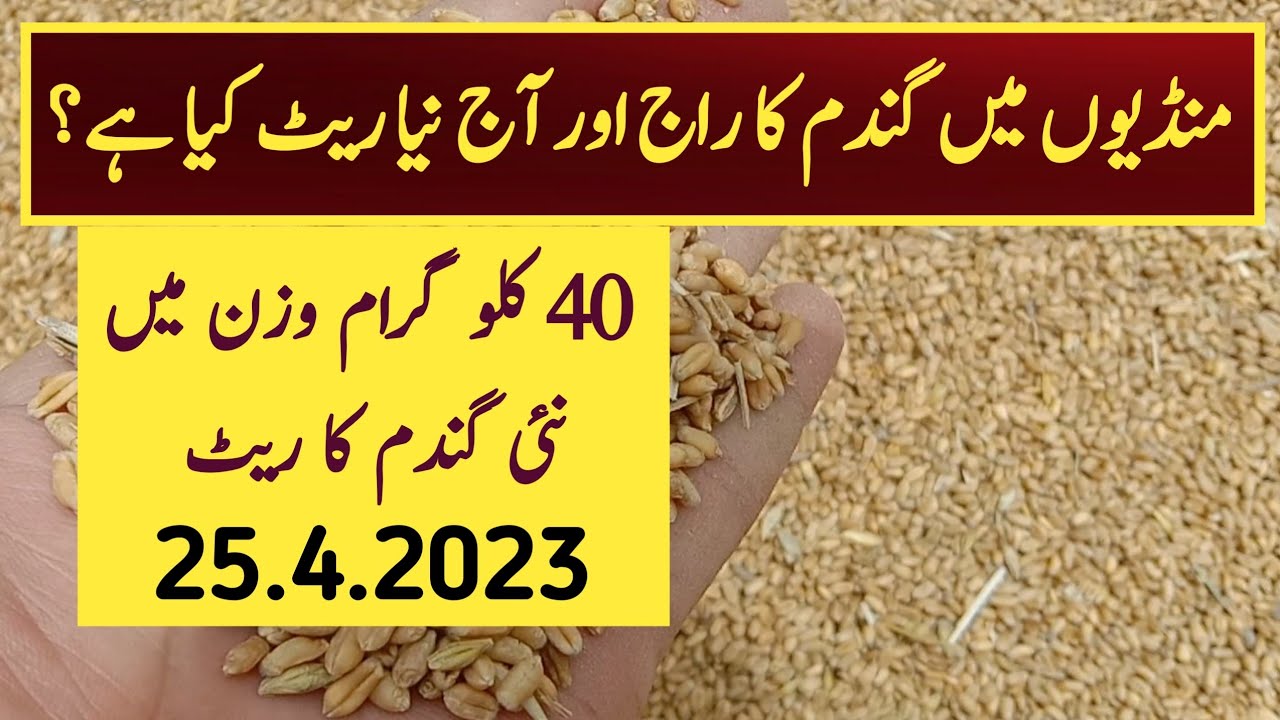 Today wheat rate in Punjab Pakistan 2023 - YouTube