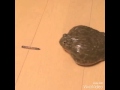 なかなか食べられない饅頭化したアフウシ
