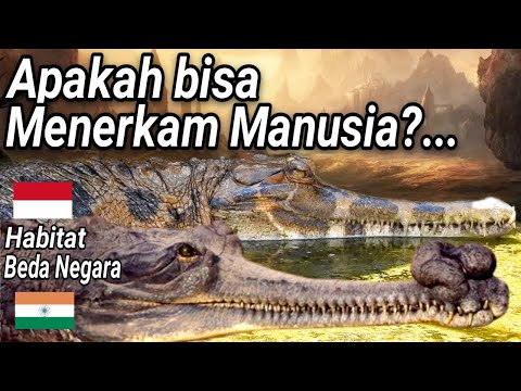 Video: Apa nama lain dari gharial?