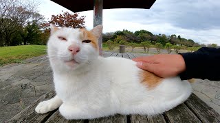 茶シロ猫が「少し休んでいけば？」とベンチに案内してくれた
