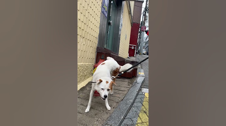 매너일등 진돗개의 깔끔한 뒤처리 한번 보세요#진돗개#강아지산책 #대형견 #shorts