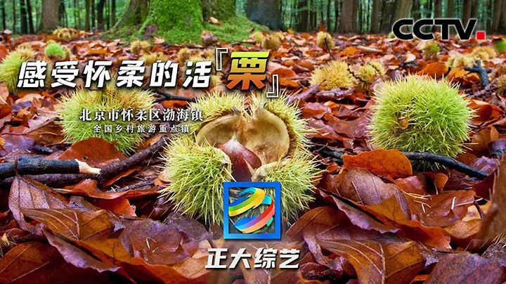 【Full】登慕田峪长城，雁栖湖桨板挑战，来京郊怀柔感受北京的第一缕秋意！​| CCTV「正大综艺」20220925 - 天天要闻