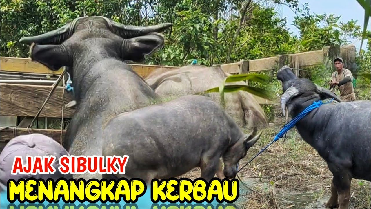 PERDANA KERBAU SIBULKY  DIBAWA MENANGKAP KERBAU LIAR