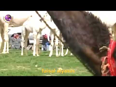 عبد الزهرة مناتي وانته منا