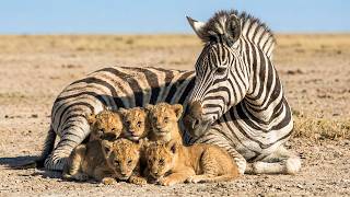 Zebra Raises 5 Lion Cubs. Years Later, Their Reunion Shakes The Entire Savanna Animal Rescue Story