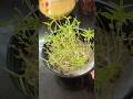 moongdal micro green🥗 #minivlog #food #home #family #ilasakthivlogs