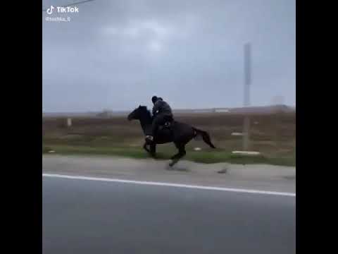 Лошадь против авто