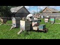 Итоги роеловно-пчеловодного сезона 2020. Роеловство на Вятке.