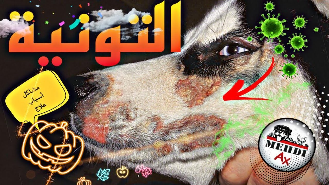 مرض التونية عند الكلاب أسبابه و طريقة العلاج