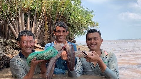 Ra sông hậu mò tôm càng . bắt cá ngát về nấu đặc sản số 1 sóc trăng | Cù Lao Dung Vlogs #387