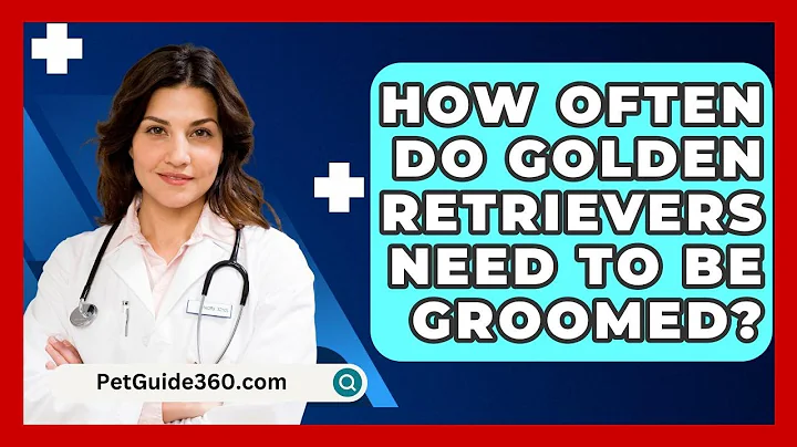 How Often Do Golden Retrievers Need to Be Groomed? - PetGuide360.com
