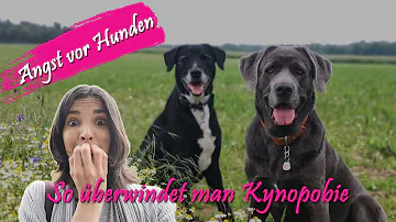 Wie nennt man die Angst vor Hunden?