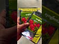 No.1 - Tomato Seeds Syngenta Saaho TO-3251 #plant #agriculture #fartilizer #viral #shortvideos