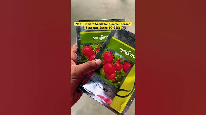 No.1 - Tomato Seeds Syngenta Saaho TO-3251 #plant #agriculture #fartilizer #viral #shortvideos
