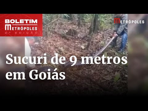 Moradores de área rural dominam sucuri de 9m após ataque a cadela | Boletim Metrópoles 2º