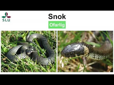 Video: Hur Man Håller Ormar