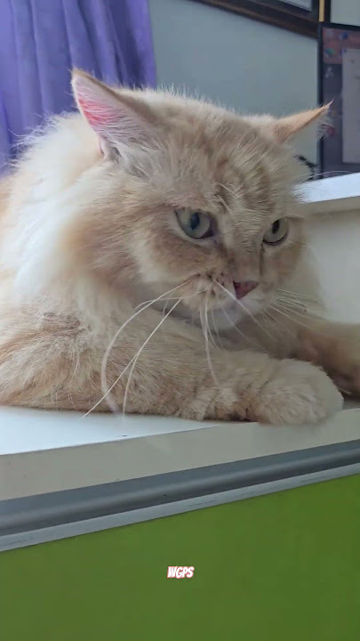 MINHO #kucing #cat #cutecat #shorts