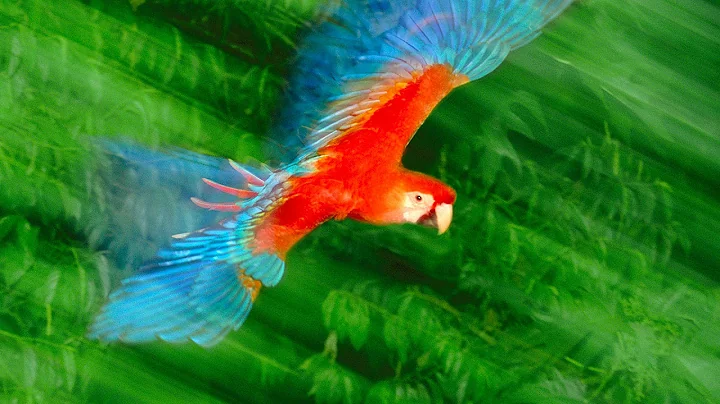 Photos that give voice to the animal kingdom | Fra...