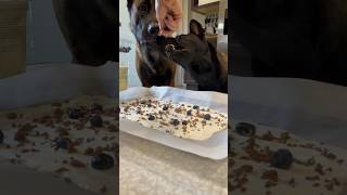 Dogs Make “Bark” Snack #dog #belgianmalinois #dogfood