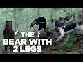 The bear with two legs  toughest bear on earth
