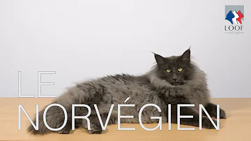 Quelle est l'espérance de vie d'un chat Norvégien ?