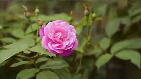 Reiki for plants and trees!  | Energy Healing